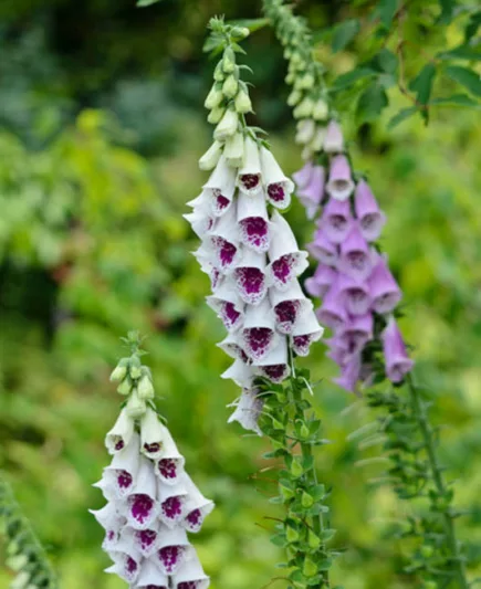 Digitalis Purpurea Pam's Choice, Common Foxglove Pam's Choice, Pam's Choice Foxglove, Foxglove Pam's Choice, Lady's Glove Pam's Choice, White floxglove, Digitalis purpurea 'Elsey Kelsey'