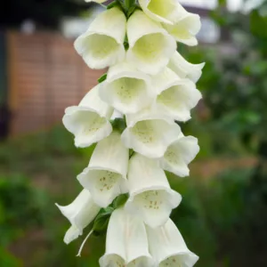 Digitalis purpurea f. albiflora, White-Flowered Foxglove, Digitalis purpurea f. alba, White floxglove