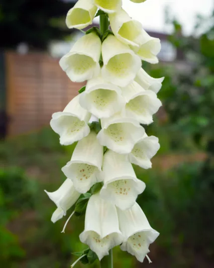 Digitalis purpurea f. albiflora, White-Flowered Foxglove, Digitalis purpurea f. alba, White floxglove