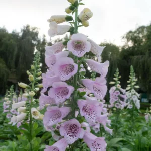 Digitalis Purpurea Camelot White, Common Foxglove Camelot White, Camelot White Foxglove, Foxglove Camelot White, Lady's Glove Camelot White, White floxglove