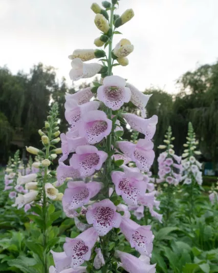 Digitalis Purpurea Camelot White, Common Foxglove Camelot White, Camelot White Foxglove, Foxglove Camelot White, Lady's Glove Camelot White, White floxglove