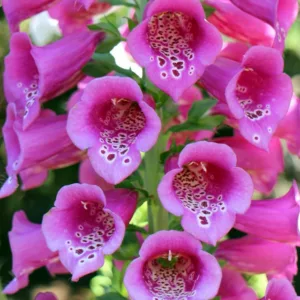 Digitalis Purpurea Camelot White, Common Foxglove Camelot White, Camelot White Foxglove, Foxglove Camelot White, Lady's Glove Camelot White, White floxglove