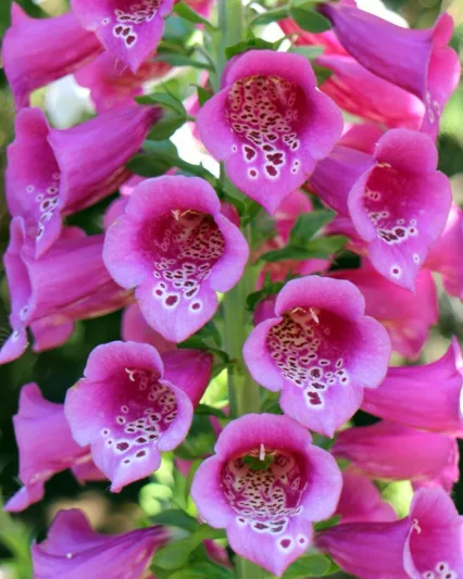 Digitalis Purpurea Camelot White, Common Foxglove Camelot White, Camelot White Foxglove, Foxglove Camelot White, Lady's Glove Camelot White, White floxglove