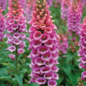 Digitalis Purpurea Candy Mountain, Common Foxglove Candy Mountain, Candy Mountain Foxglove, FoxgloveCandy Mountain, Lady's Glove Candy Mountain, Pink floxgloves