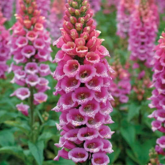Digitalis Purpurea Candy Mountain, Common Foxglove Candy Mountain, Candy Mountain Foxglove, FoxgloveCandy Mountain, Lady's Glove Candy Mountain, Pink floxgloves