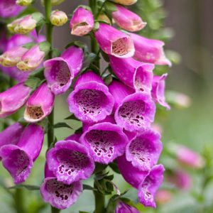 Digitalis Purpurea, Common Foxglove, Foxglove, Purple Foxglove, Lady's Glove, Bloody Bells, Bloody Finger, Dragon's Mouth, Fairy Bells, Fairy Fingers, Fairy Gloves, Fairy Thimbles