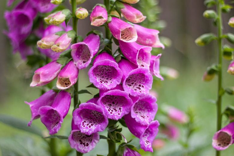 Digitalis Purpurea, Common Foxglove, Foxglove, Purple Foxglove, Lady's Glove, Bloody Bells, Bloody Finger, Dragon's Mouth, Fairy Bells, Fairy Fingers, Fairy Gloves, Fairy Thimbles