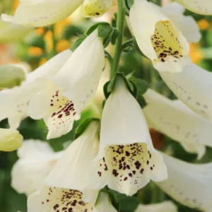 Digitalis Purpurea Dalmatian Creme, Common Foxglove Dalmatian Creme, Dalmatian Creme Foxglove, Foxglove Dalmatian Creme, Lady's Glove Dalmatian Creme, Cream floxgloves