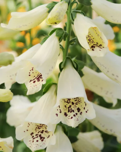 Digitalis Purpurea Dalmatian Creme, Common Foxglove Dalmatian Creme, Dalmatian Creme Foxglove, Foxglove Dalmatian Creme, Lady's Glove Dalmatian Creme, Cream floxgloves
