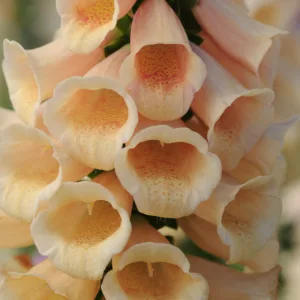 Digitalis Purpurea Dalmatian Peach, Common Foxglove Dalmatian Peach, Dalmatian Peach Foxglove, Foxglove Dalmatian Peach, Lady's Glove Dalmatian Peach, Peach foxgloves