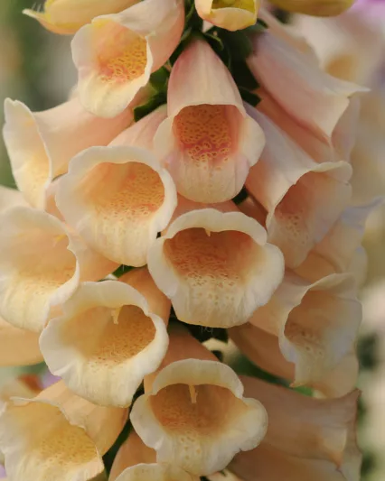 Digitalis Purpurea Dalmatian Peach, Common Foxglove Dalmatian Peach, Dalmatian Peach Foxglove, Foxglove Dalmatian Peach, Lady's Glove Dalmatian Peach, Peach foxgloves