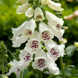 Digitalis Purpurea Dalmatian White, Common Foxglove Dalmatian White, Dalmatian White Foxglove, Foxglove Dalmatian White, Lady's Glove Dalmatian White, White floxgloves