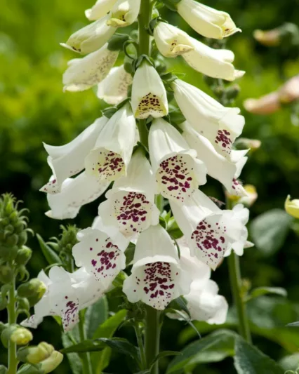 Digitalis Purpurea Dalmatian White, Common Foxglove Dalmatian White, Dalmatian White Foxglove, Foxglove Dalmatian White, Lady's Glove Dalmatian White, White floxgloves