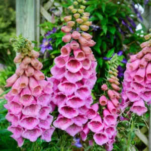 Digitalis Purpurea Polkadot Princess, Common Foxglove Polkadot Princess, Polkadot Princess Foxglove, Foxglove Polkadot Princess, Lady's Glove Polkadot Princess, Pink floxgloves
