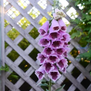 Digitalis Purpurea Sugar Plum, Common Foxglove Sugar Plum, Sugar Plum Foxglove, Foxglove Sugar Plum, Lady's Glove Sugar Plum, Pink floxgloves