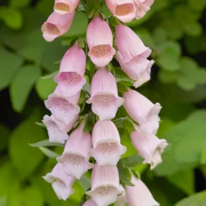 Digitalis Purpurea Sutton's Apricot, Common Foxglove Sutton's Apricot, Sutton's Apricot Foxglove, Foxglove Sutton's Apricot, Lady's Glove Sutton's Apricot, Apricot floxgloves