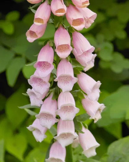 Digitalis Purpurea Sutton's Apricot, Common Foxglove Sutton's Apricot, Sutton's Apricot Foxglove, Foxglove Sutton's Apricot, Lady's Glove Sutton's Apricot, Apricot floxgloves