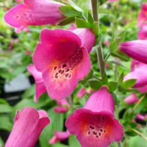 Digitalis x valinii Foxlight Plum Gold, (Foxglove), Foxglove Foxlight Plum Gold, Digitalis x valinii 'Takfoplgo', Digitalis Foxlight Plum Glow, Foxlight Series, Red floxglove