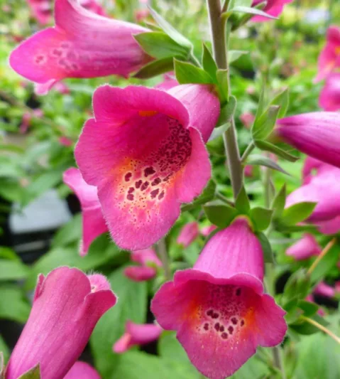 Digitalis x valinii Foxlight Plum Gold, (Foxglove), Foxglove Foxlight Plum Gold, Digitalis x valinii 'Takfoplgo', Digitalis Foxlight Plum Glow, Foxlight Series, Red floxglove