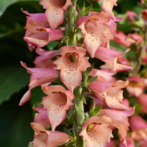 Digitalis x valinii Foxlight Rose Ivory, Foxglove Foxlight™ Rose Ivory, Digitalis x valinii 'Takforoiv', Foxlight Series, Pink floxglove