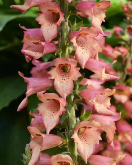 Digitalis x valinii Foxlight Rose Ivory, Foxglove Foxlight™ Rose Ivory, Digitalis x valinii 'Takforoiv', Foxlight Series, Pink floxglove