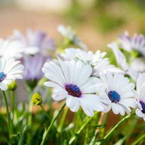 Cape Marguerite, Dimorphotheca ecklonis, Cape Marguerite Daisy, Van Stadens River daisy, Sundays River Daisy, Blue-and-White Daisy Bush, White Daisy Bush, Osteospermum ecklonis