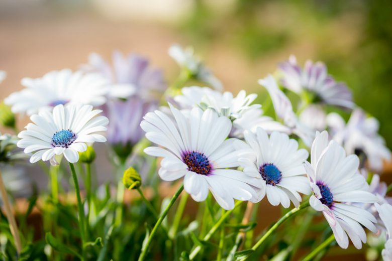 Cape Marguerite, Dimorphotheca ecklonis, Cape Marguerite Daisy, Van Stadens River daisy, Sundays River Daisy, Blue-and-White Daisy Bush, White Daisy Bush, Osteospermum ecklonis