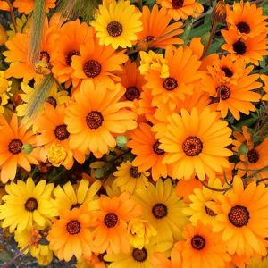 Dimorphotheca sinuata, Cape Marigold, African Daisy, drought tolerant groundcover, ground covers, grouncover, perennial ground cover