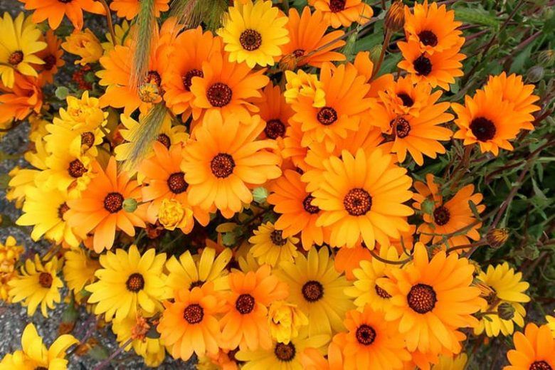 Dimorphotheca sinuata, Cape Marigold, African Daisy, drought tolerant groundcover, ground covers, grouncover, perennial ground cover