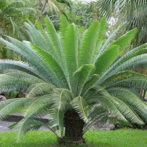Dioon spinulosum, Gum Palm, Giant Dioon, Mexican Dioon, Drought tolerant Palm