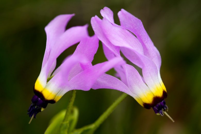 Dodecatheon clevelandii, Padre's Shooting Star, Padre's Shootingstar, Primula clevelandii, California Native Perennial, California Native plants, Purple Flowers