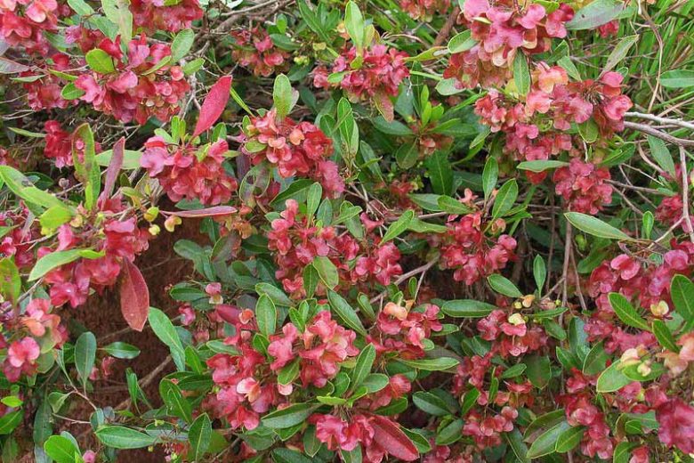 Dodonaea viscosa, Florida Hopbush, Hopseed Bush, Switch Sorrel, Varnish Leaf, Hopbush, Chapoliztle, Casol, Akeake, Dodonaea cuneata