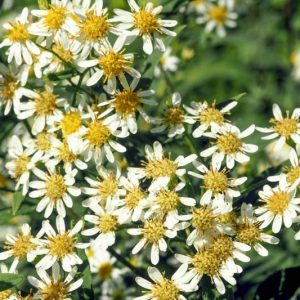 Doellingeria umbellata, Parasol Whitetop, Flat-Topped White Aster, Aster umbellatus, Fall perennials, Fall Flowers, White Asters