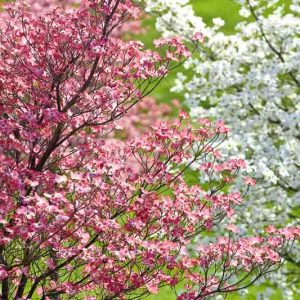 Dogwood Tree, Dogwood Trees, White Dogwood Tree, Flowering Dogwood Tree, Pink Dogwood Tree, Red Dogwood Tree, Cornus florida, Kousa Dogwood, Cornus kousa