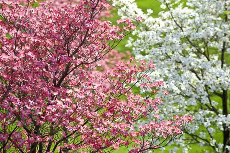 Dogwood Tree, Dogwood Trees, White Dogwood Tree, Flowering Dogwood Tree, Pink Dogwood Tree, Red Dogwood Tree, Cornus florida, Kousa Dogwood, Cornus kousa