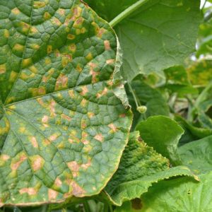 Downy Mildew,  Identify Downy Mildew, Prevent Downy Mildew, Treat Downy Mildew