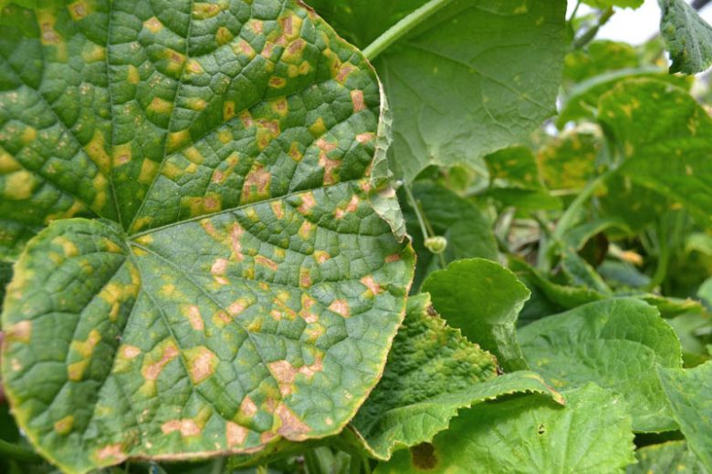 Downy Mildew,  Identify Downy Mildew, Prevent Downy Mildew, Treat Downy Mildew