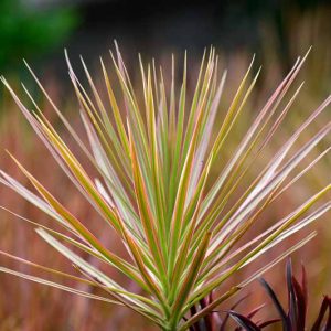 Dracaena marginata 'Tricolor', Madagascar Dragon Tree 'Tricolor', Dracaena cincta 'Tricolor', Dracaena 'Tricolour', Drought tolerant shrub, drought tolerant tree