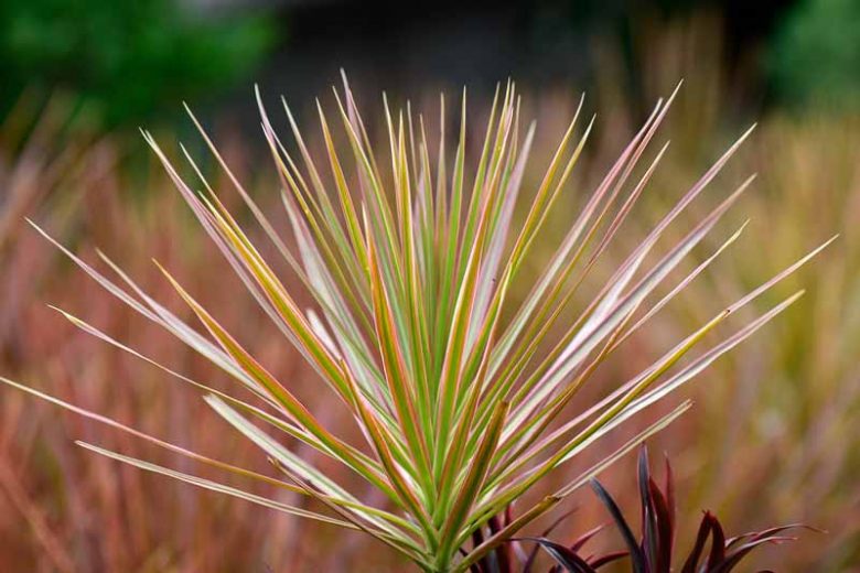 Dracaena marginata 'Tricolor', Madagascar Dragon Tree 'Tricolor', Dracaena cincta 'Tricolor', Dracaena 'Tricolour', Drought tolerant shrub, drought tolerant tree