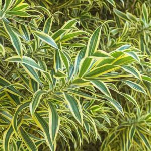 Dracaena reflexa 'Variegata', Song of India 'Variegata', Variegated Song of India, Pleomele reflexa 'Variegata',  Drought tolerant shrub, drought tolerant tree