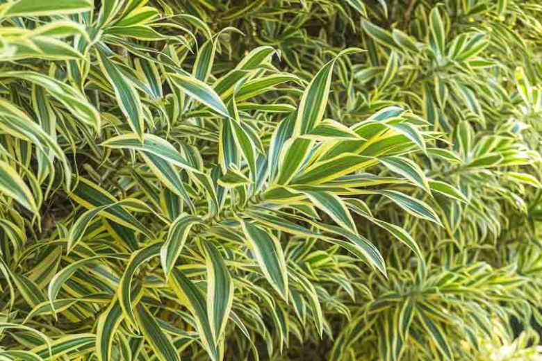 Dracaena reflexa 'Variegata', Song of India 'Variegata', Variegated Song of India, Pleomele reflexa 'Variegata',  Drought tolerant shrub, drought tolerant tree