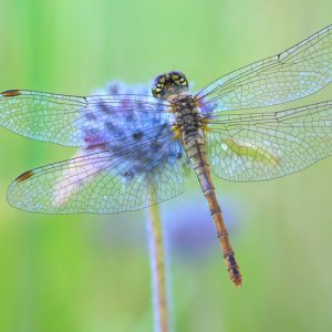 Dragonfly, Dragonflies, Odonata, Beneficial Insect, Beneficial Insects