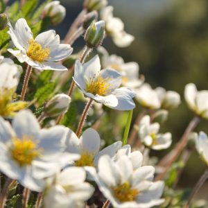 Dryas octopetala, Eightpetal Mountain-avens, Eight-petal Mountain-avens, White Mountain-avens, Mountain Dryas, Mountain Avens, Creeping Oak, white flowers, ground covers, groundcover, perennial ground cover