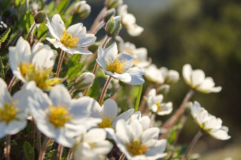 Dryas octopetala, Eightpetal Mountain-avens, Eight-petal Mountain-avens, White Mountain-avens, Mountain Dryas, Mountain Avens, Creeping Oak, white flowers, ground covers, groundcover, perennial ground cover