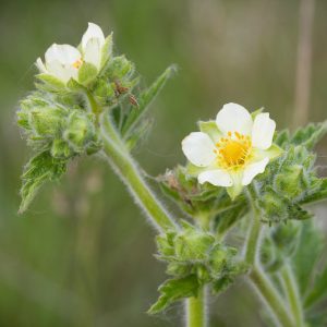 Potentilla arguta, Tall Cinquefoil, White Cinquefoil, Prairie Cinquefoil, Drymocallis arguta, White Potentilla, White Flowers
