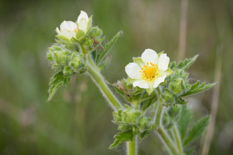 Potentilla arguta, Tall Cinquefoil, White Cinquefoil, Prairie Cinquefoil, Drymocallis arguta, White Potentilla, White Flowers
