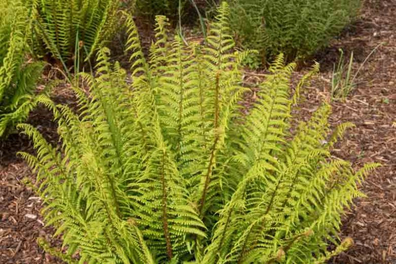 Dryopteris affinis, Golden Shield Fern, Scaly Male Fern, Golden-Scaled Male Fern, Golden Male Fern, Dryopteris pseudomas