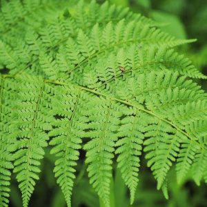 Dryopteris carthusiana, Shield Fern, Spinulose Wood Fern, Spinulose Woodfern, Toothed Wood Fern, Narrow Buckler Fern