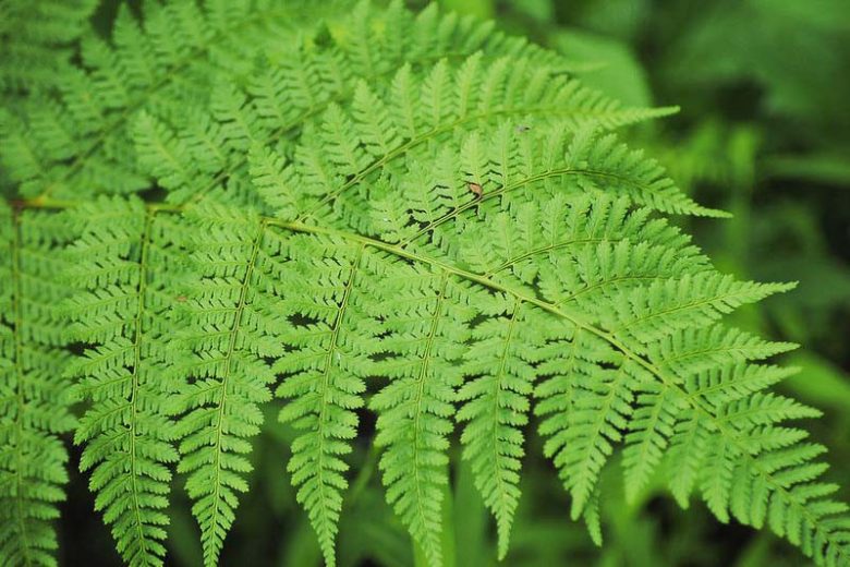 Dryopteris carthusiana, Shield Fern, Spinulose Wood Fern, Spinulose Woodfern, Toothed Wood Fern, Narrow Buckler Fern