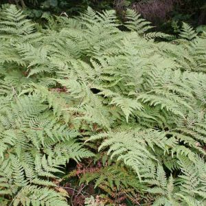 Dryopteris cristata, Crested Woodfern, Crested Wood Fern, Buckler Fern